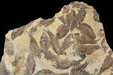 15" Fossil Fish (Gosiutichthys) Mortality Plate - Lake Gosiute - #130070-2